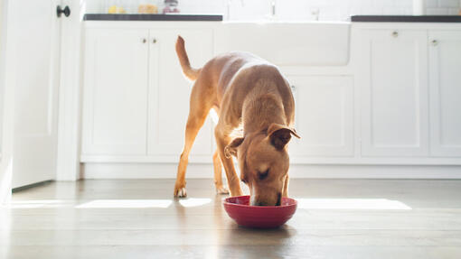 Dog food with vitamin 2024 d